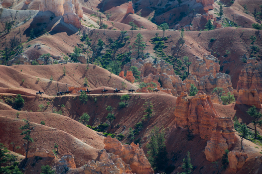 View of a group of people riding horses along a narrow trail in the red rock landscape of Bryce Canyon National Park Utah United States.