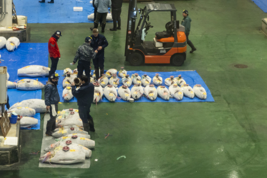Koto City Japan 25 January 2026 View of workers inspecting frozen tuna on blue tarps at the Block 6 Fisheries Intermediate Wholesale Market Building with an orange forklift. Koto City Japan 25 January 2026 View of workers inspecting frozen tuna on blue tarps at the Block 6 Fisheries Intermediate Wholesale Market Building with an orange forklift.