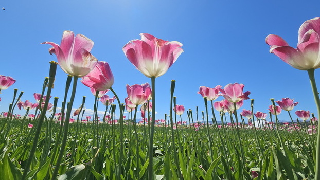 View of pink and white tulips blooming in the Campo de Tulipanes under a clear blue sky in Trevelin Chubut Province Argentina.