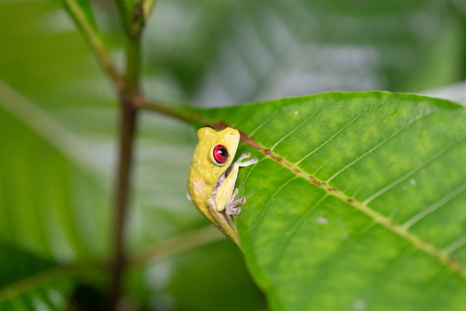 View of a red eyed tree frog perched on a vibrant green leaf in the rainforest in Puerto Jimenez Puntarenas Province Costa Rica.