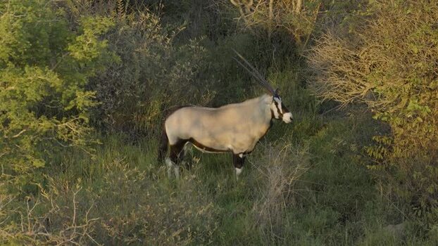 Aerial view of an oryx in the bushland South Africa.