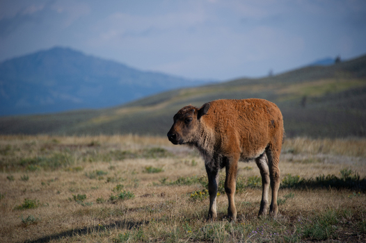 View of a young bison calf standing in the grassy plains with rolling hills in the background Yellowstone National Park Wyoming United States. View of a young bison calf standing in the grassy plains with rolling hills in the background Yellowstone National Park Wyoming United States.