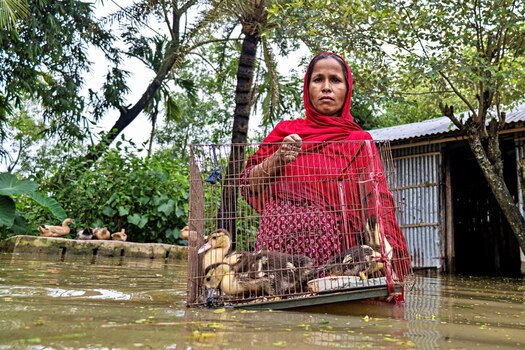 Banshkhali Upazila Chittagong Division Bangladesh 10 July 2026 View of a woman in a red headscarf standing in floodwater while holding a wire cage containing ducklings. Banshkhali Upazila Chittagong Division Bangladesh 10 July 2026 View of a woman in a red headscarf standing in floodwater while holding a wire cage containing ducklings.