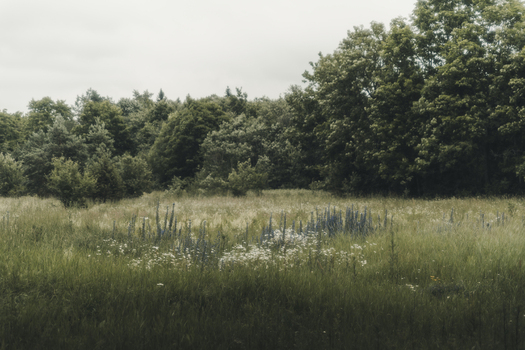 View of a lush meadow filled with wildflowers and tall grasses bordered by a dense forest under a soft overcast sky in Madise Harju County Estonia.