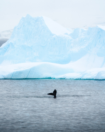View of a whale tail fluke emerging from the water in front of massive blue icebergs under a cloudy sky Antarctica.