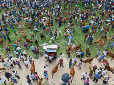 Akkelpur Upazila Bangladesh 20 May 2026 Aerial view of a bustling cattle market with many people and livestock gathered on a grassy field. Akkelpur Upazila Bangladesh 20 May 2026 Aerial view of a bustling cattle market with many people and livestock gathered on a grassy field.