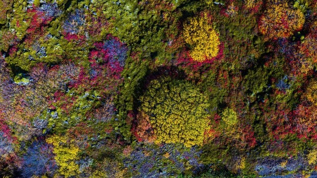 Aerial view of a vibrant lava field covered in moss and autumn colored shrubs in Iceland. Aerial view of a vibrant lava field covered in moss and autumn colored shrubs in Iceland.