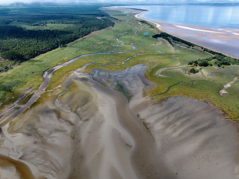 Aerial view of the Moray Firth Coast featuring tidal sandbanks winding channels lush green salt marshes and dense forest bordering the shoreline in Nairn Scotland United Kingdom.