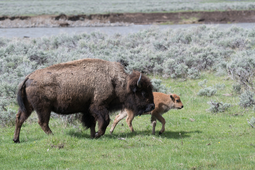View of an adult American bison walking with its calf through a grassy meadow with sagebrush and a river in the background in Yellowstone National Park Wyoming United States. View of an adult American bison walking with its calf through a grassy meadow with sagebrush and a river in the background in Yellowstone National Park Wyoming United States.