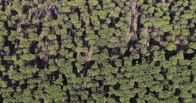 Aerial view of dense pine forest canopies Italy.
