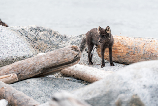 Svalbard and Jan Mayen 21 July 2025 View of an Arctic fox in its dark summer coat standing among large driftwood logs and grey rocks on a coastal shore. Svalbard and Jan Mayen 21 July 2025 View of an Arctic fox in its dark summer coat standing among large driftwood logs and grey rocks on a coastal shore.
