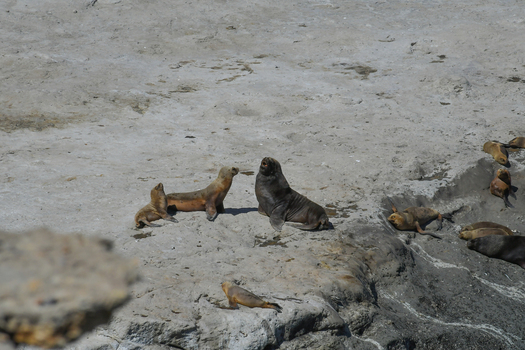 View of South American sea lions resting on the rugged rocky cliffs of Puerto Piramides Puerto Madryn Chubut Argentina. View of South American sea lions resting on the rugged rocky cliffs of Puerto Piramides Puerto Madryn Chubut Argentina.