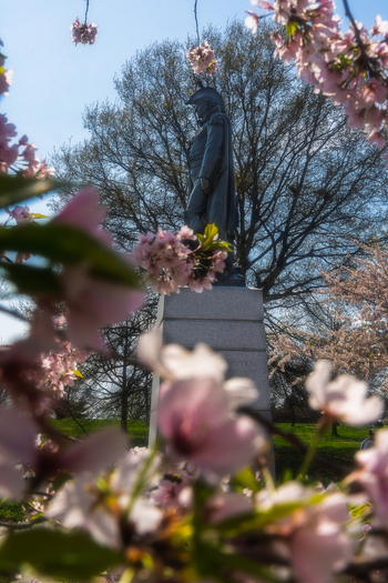 View of the Armistead Monument framed by blooming pink cherry blossoms at Fort McHenry National Monument and Historic Shrine Baltimore Maryland United States. View of the Armistead Monument framed by blooming pink cherry blossoms at Fort McHenry National Monument and Historic Shrine Baltimore Maryland United States.
