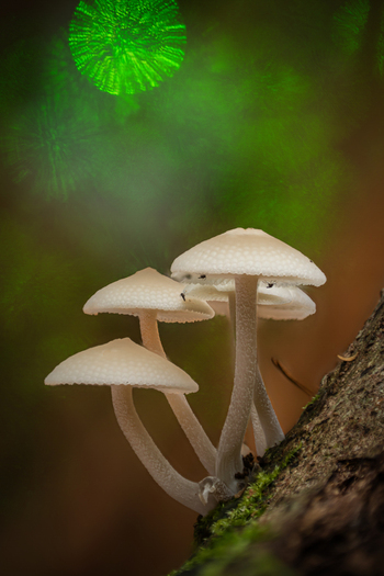 View of pale mushrooms on mossy bark glowing against a vibrant green and warm brown bokeh backdrop Kabupaten Soppeng South Sulawesi Indonesia. View of pale mushrooms on mossy bark glowing against a vibrant green and warm brown bokeh backdrop Kabupaten Soppeng South Sulawesi Indonesia.