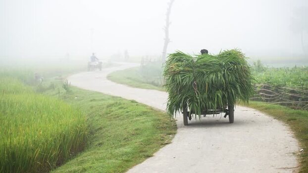 View of a cart carrying green fodder on a foggy road Bangladesh. View of a cart carrying green fodder on a foggy road Bangladesh.
