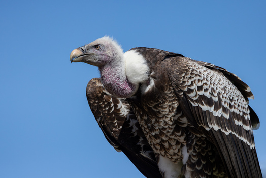 View of a Ruppell s vulture profile with its distinctive white neck ruff and patterned feathers against a clear blue sky in Selestat Grand Est France.