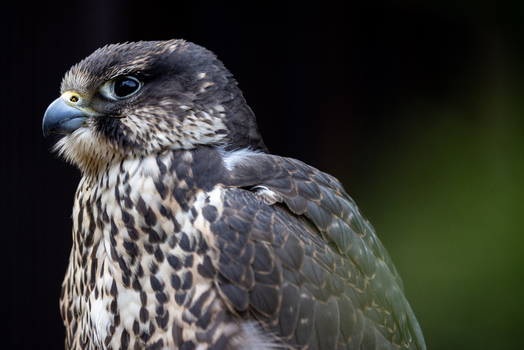 View of a majestic falcon with sharp features and detailed plumage against a dark blurred background in Selestat Grand Est France.