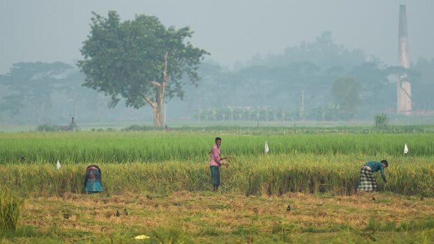 View of farmers harvesting rice in a misty field Bangladesh.