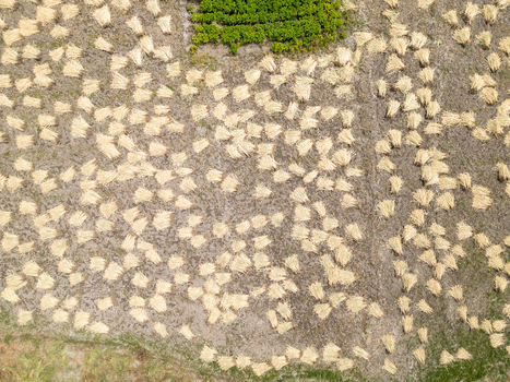 Aerial view of harvested grain sheaves scattered across a field with patches of green vegetation in Phukthal Ladakh India.