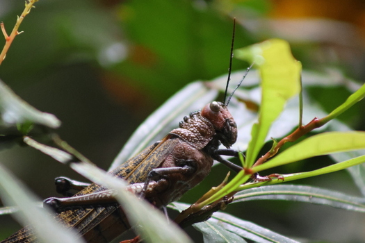 View of a close up of a formidable grasshopper with its robust exoskeleton perched delicately on verdant leaves Quepos Puntarenas Province Costa Rica.