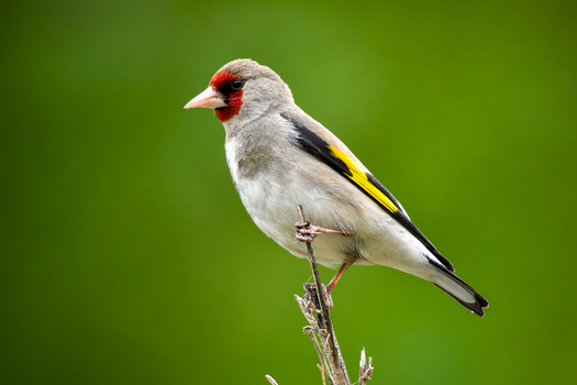 View of a European goldfinch with its distinctive red face and yellow wing patch perched on a thin branch against a soft green background in Naran Khyber Pakhtunkhwa Pakistan. View of a European goldfinch with its distinctive red face and yellow wing patch perched on a thin branch against a soft green background in Naran Khyber Pakhtunkhwa Pakistan.