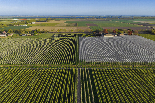 Aerial view of blooming orchards in neat rows and covered agricultural fields under a clear blue sky in Flevoland Netherlands.