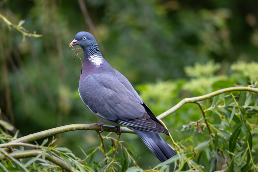 View of a common wood pigeon perched on a willow branch with nesting material in its beak against a lush green background Selestat Grand Est France.