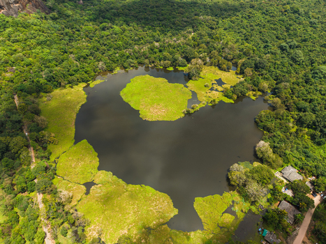 Aerial view of the dense tropical forest surrounding a dark water pond near the historic Sigiriya Lion Rock Sigiriya Central Province Sri Lanka. Aerial view of the dense tropical forest surrounding a dark water pond near the historic Sigiriya Lion Rock Sigiriya Central Province Sri Lanka.
