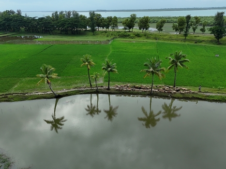 Aerial view of Khurushkul featuring palm trees reflected in a calm pond surrounded by vibrant green rice fields and lush vegetation in Cox s Bazar Chittagong Division Bangladesh. Aerial view of Khurushkul featuring palm trees reflected in a calm pond surrounded by vibrant green rice fields and lush vegetation in Cox s Bazar Chittagong Division Bangladesh.