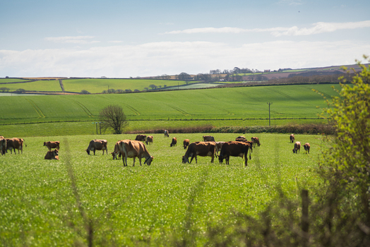 View of cows grazing in a lush green pasture under a bright sky in the countryside of Looe Cornwall United Kingdom. View of cows grazing in a lush green pasture under a bright sky in the countryside of Looe Cornwall United Kingdom.