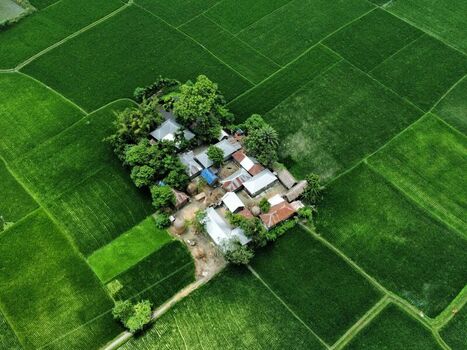 Nilphamari Bangladesh 01 May 2026 Aerial view of a small rural homestead surrounded by vibrant green rice paddies and geometric agricultural fields in the countryside.