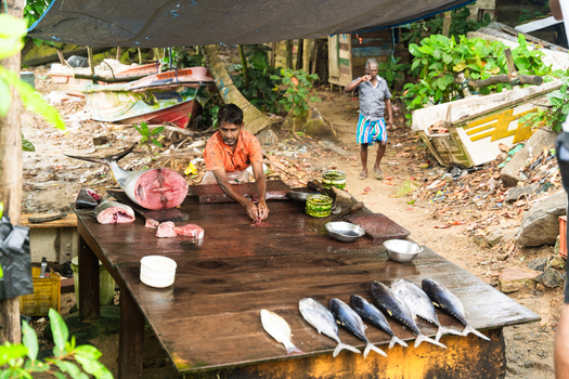 Sri Lanka 15 February 2026 View of a local fisherman cutting fresh tuna on a large wooden table at an outdoor market with boats and lush greenery in the background.