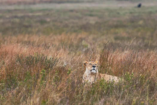 View of a lioness resting in the tall dry grass of the savanna at Welgevonden Game Reserve Waterberg District Municipality Limpopo South Africa.