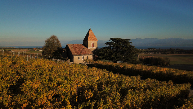 Aerial view of the historic Fechy Dessus church surrounded by golden autumn vineyards and lush trees with Lake Geneva and the Alps in the distance Fechy Vaud Switzerland.