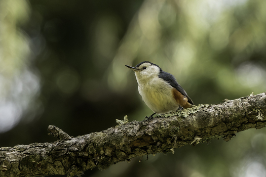 View of a white cheeked nuthatch perched on a mossy tree branch in a forest setting in Shogran KPK Pakistan. View of a white cheeked nuthatch perched on a mossy tree branch in a forest setting in Shogran KPK Pakistan.