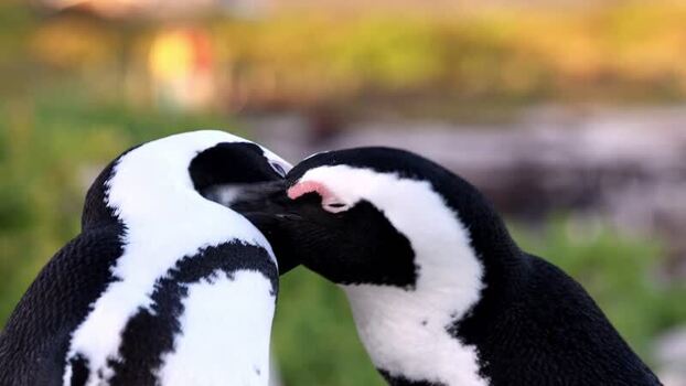 View of penguins at Stoney Point Penguin Colony South Africa. View of penguins at Stoney Point Penguin Colony South Africa.