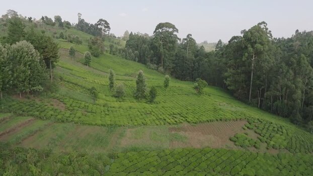 Aerial view of tea plantations Kenya.