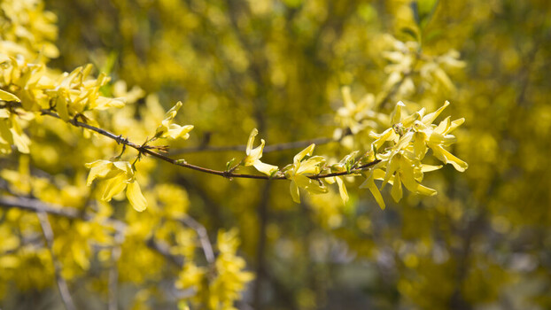 View of bright yellow Forsythia flowers blooming on a branch during a sunny spring day in Gilgit Baltistan Pakistan.