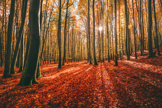 View of a vibrant autumn forest with tall beech trees and a thick carpet of red fallen leaves under a sunburst in Wiezyca Kartuzy County Pomeranian Voivodeship Poland. View of a vibrant autumn forest with tall beech trees and a thick carpet of red fallen leaves under a sunburst in Wiezyca Kartuzy County Pomeranian Voivodeship Poland.