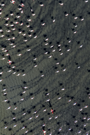 Aerial view of a large flock of flamingos wading in the water their pink plumage contrasting with the blue green water San Pedro del Pinatar Region of Murcia Spain. Aerial view of a large flock of flamingos wading in the water their pink plumage contrasting with the blue green water San Pedro del Pinatar Region of Murcia Spain.