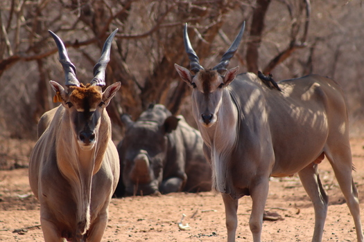 View of two common eland antelopes standing in the foreground with a rhinoceros resting in the dry savanna background near Thabazimbi Limpopo South Africa.