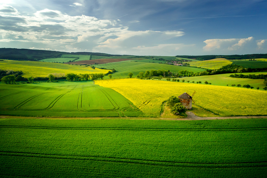 Aerial view of a historic stone windmill situated amidst vibrant yellow rapeseed fields and rolling green hills in the countryside of Moravia Brno City District South Moravian Region Czechia.