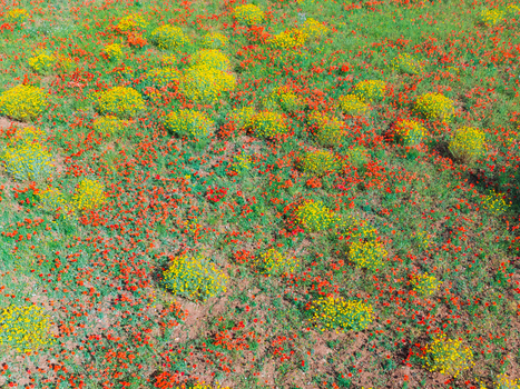 Son Maixella Spain 18 May 2026 Aerial view of a vibrant field of red poppies and yellow wildflowers blooming in a lush green meadow under bright daylight. Son Maixella Spain 18 May 2026 Aerial view of a vibrant field of red poppies and yellow wildflowers blooming in a lush green meadow under bright daylight.