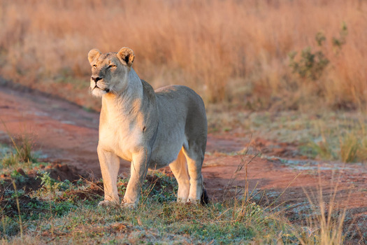 View of a lioness standing on a dirt track in the savanna during golden hour with warm sunlight and dry grass Waterberg District Municipality Limpopo South Africa.