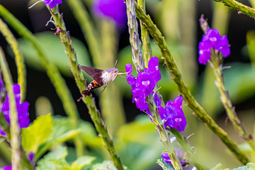 View of a hummingbird moth hovering near vibrant purple flowers in Antioquia Colombia.