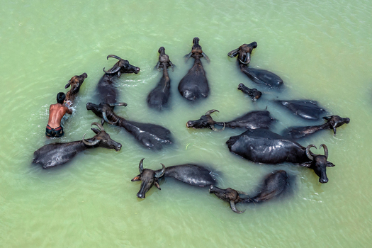 Bogura Rajshahi Division Bangladesh 29 May 2019 Aerial view of a man bathing a herd of water buffaloes in the river. Bogura Rajshahi Division Bangladesh 29 May 2019 Aerial view of a man bathing a herd of water buffaloes in the river.