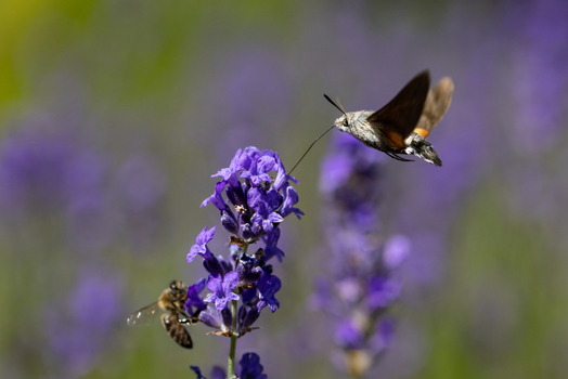 View of a hummingbird hawk moth hovering and feeding on a purple lavender flower with a honeybee nearby in a sunny field Wittenheim Grand Est France.