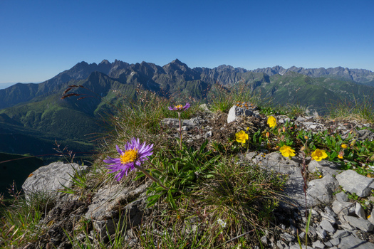 View of purple alpine asters and yellow wildflowers blooming on a rocky ridge with the Zdiarska vidla peak and Belianske Tatry mountains in Zdiar Presov Region Slovakia. View of purple alpine asters and yellow wildflowers blooming on a rocky ridge with the Zdiarska vidla peak and Belianske Tatry mountains in Zdiar Presov Region Slovakia.