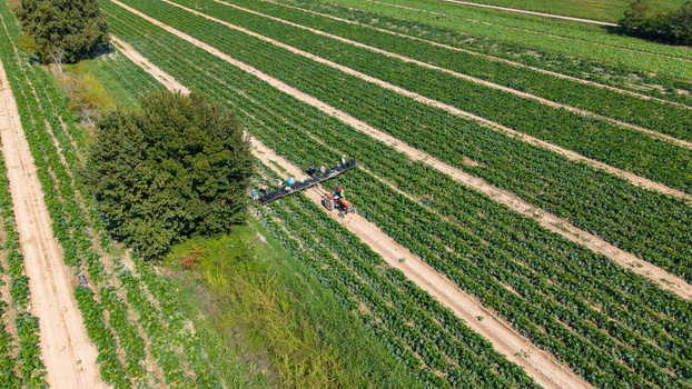 Aerial view of workers harvesting zucchini in a field with a tractor and agricultural equipment in rows of crops in Milan Lombardy Italy. Aerial view of workers harvesting zucchini in a field with a tractor and agricultural equipment in rows of crops in Milan Lombardy Italy.