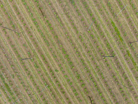 Aerial view of neatly arranged rows of young hop plants in a cultivated field with support poles and wires Aiglsbach Bavaria Germany.